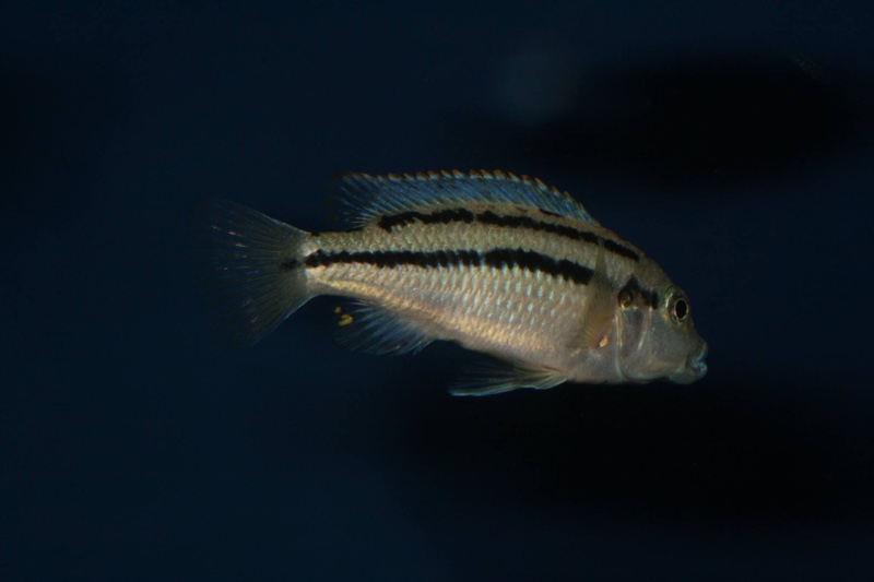 Melanochromis heterochromis